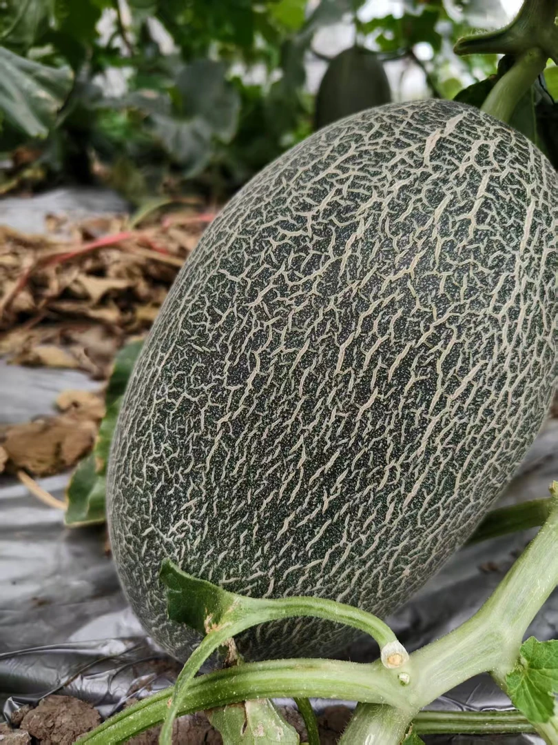 【9斤大果】正宗精品哈密瓜现摘现发脆甜当季新鲜水果网纹甜瓜5-9斤