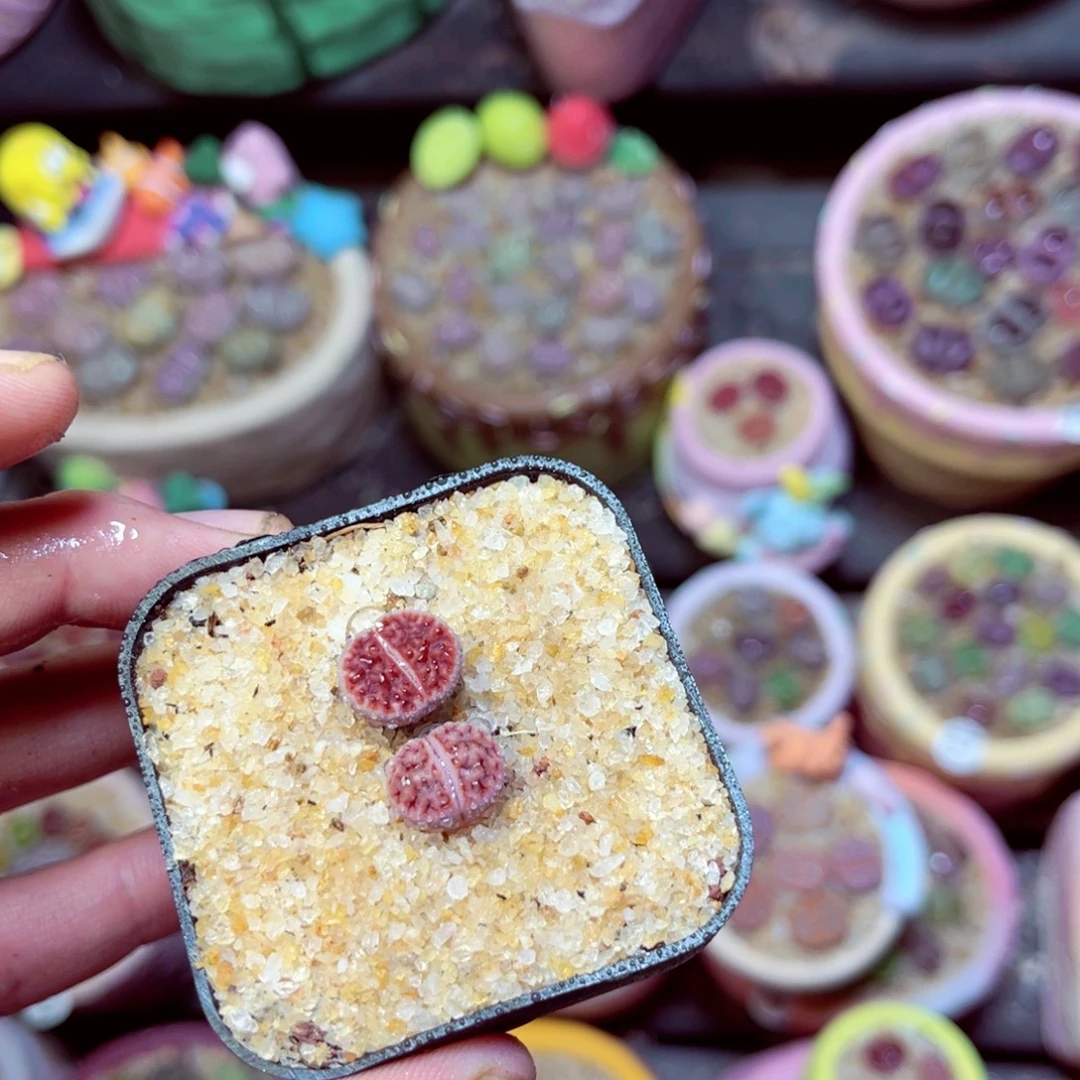 343生石花带盆发1