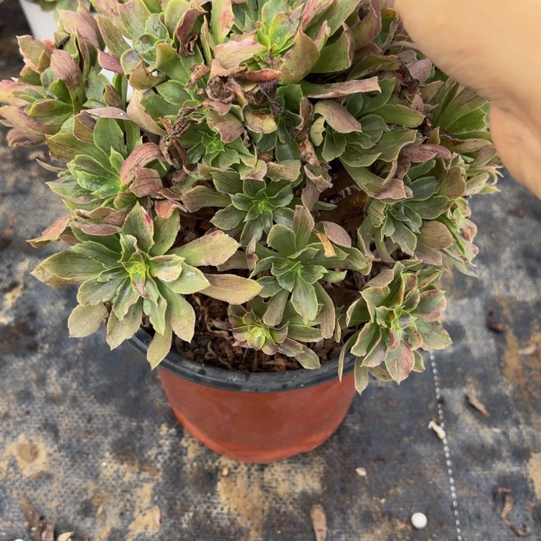 891多肉植物捧花的