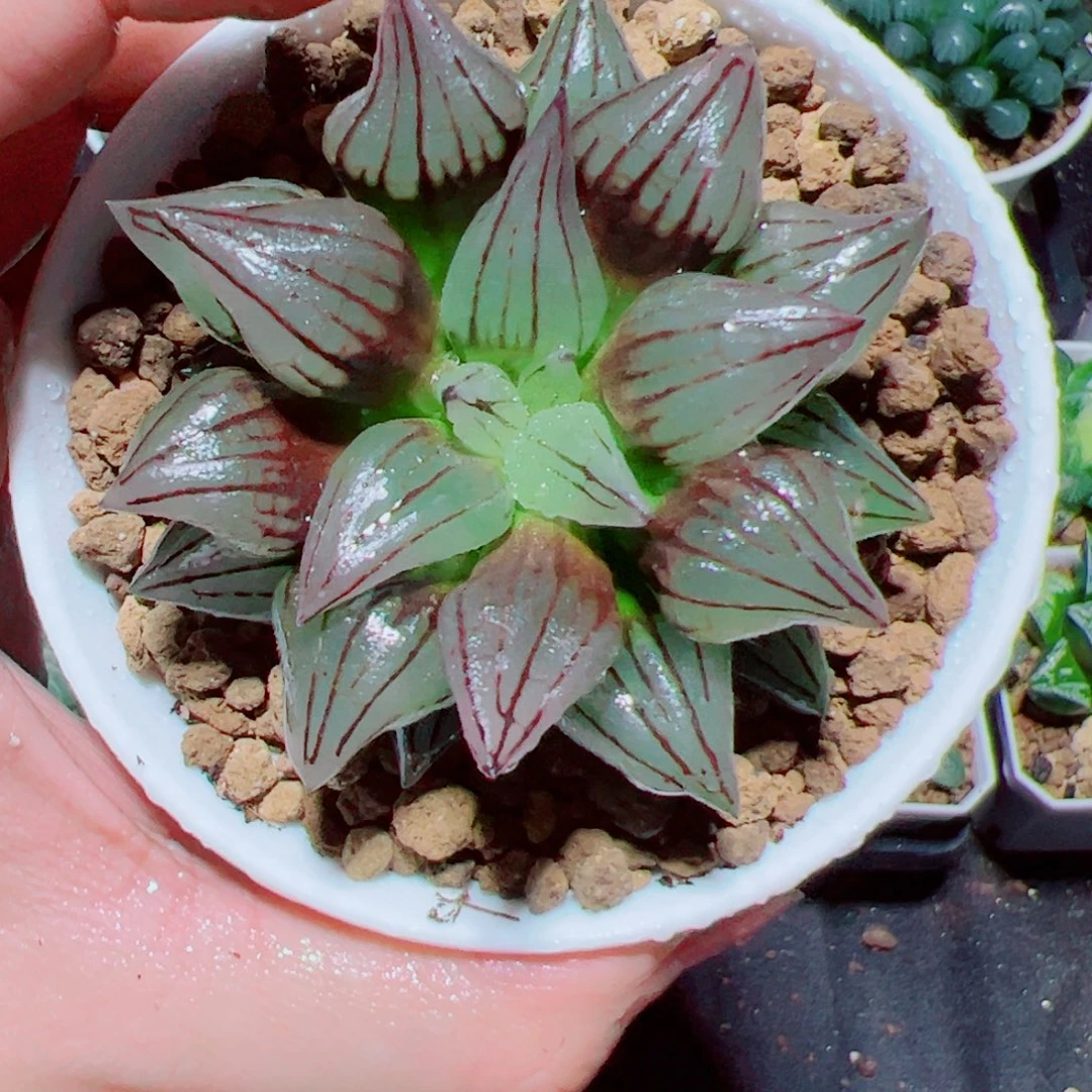 万象盆西瓜寿多肉