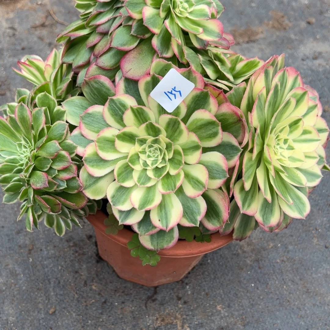 155玉姿追多肉多肉多肉多头