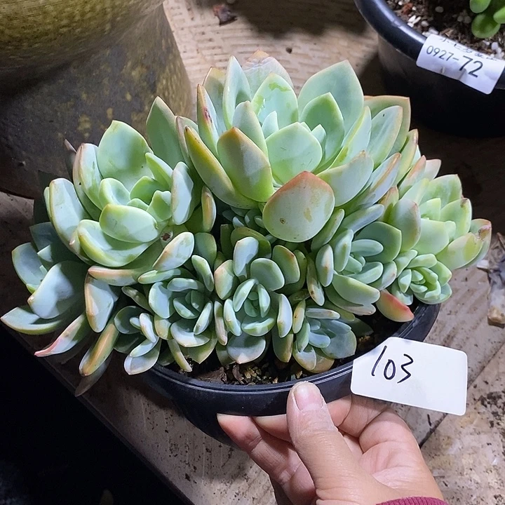 小七夕多肉柚子茶103