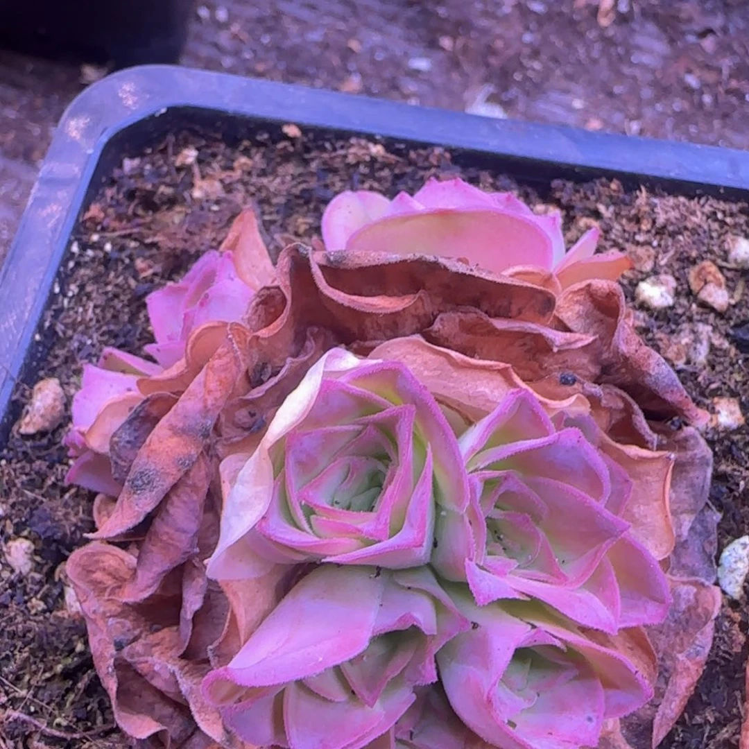 一物一拍，玉屏玫瑰玫瑰