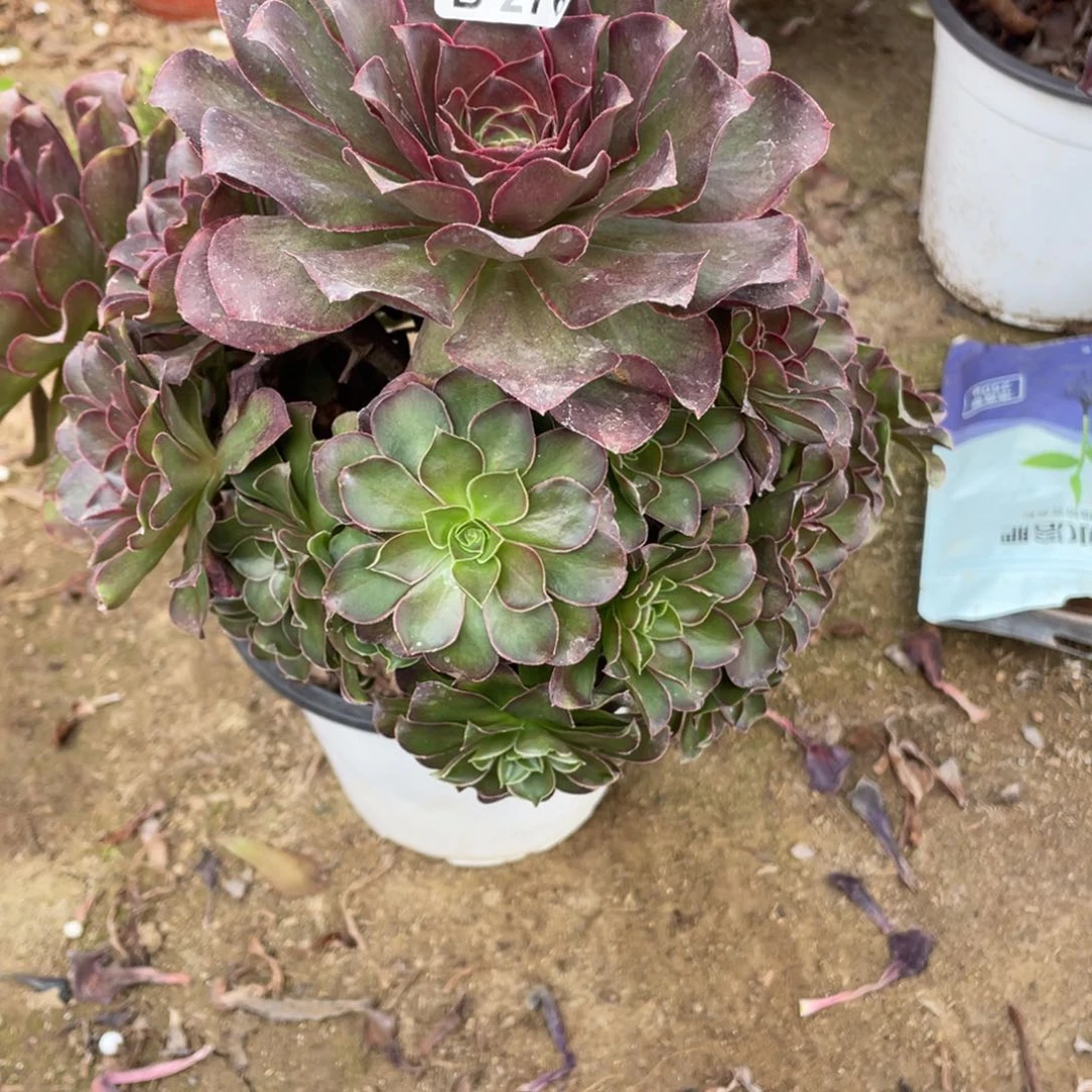 276魅金玫瑰多肉法师断枝不包