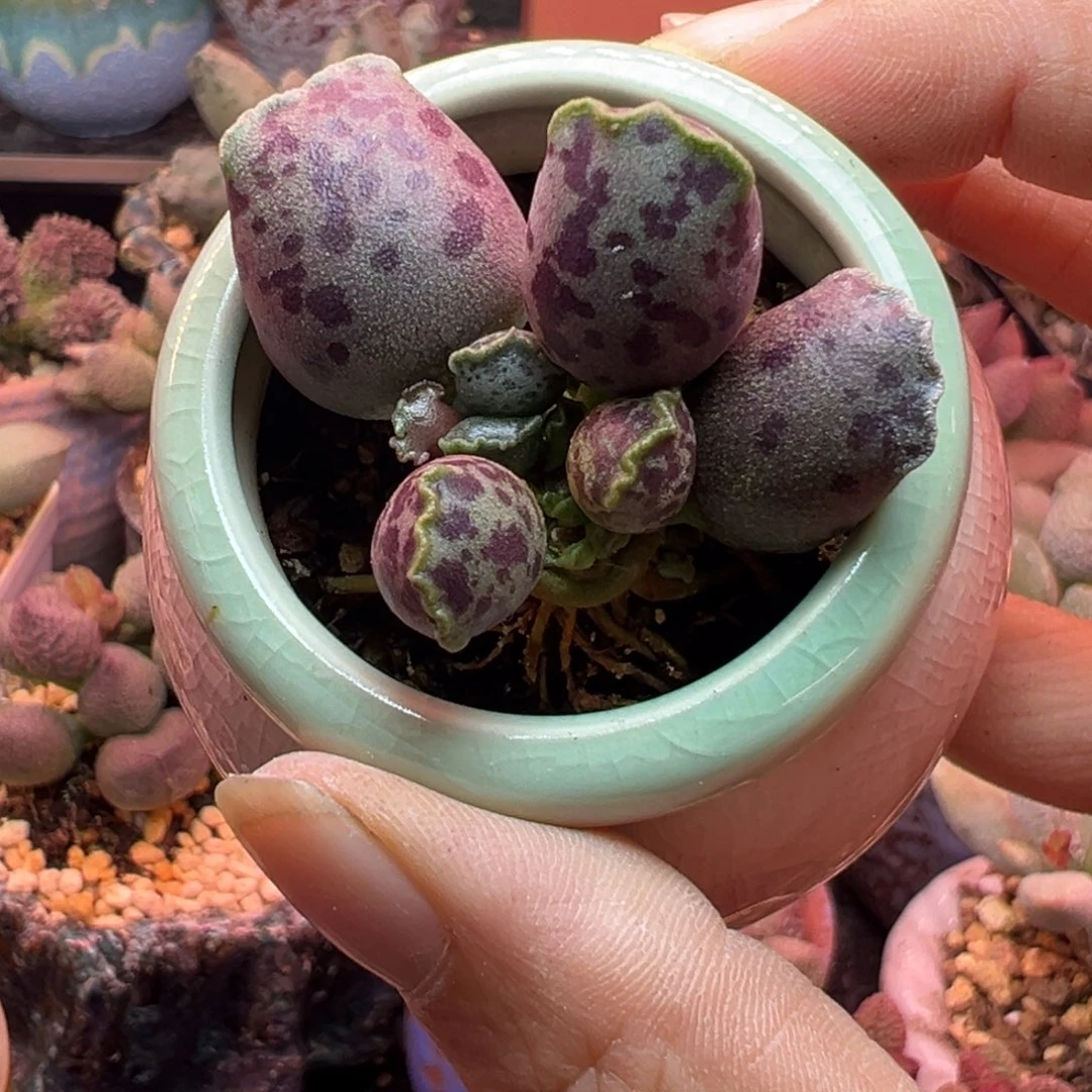 亦***心我们的目标是成为一个优秀