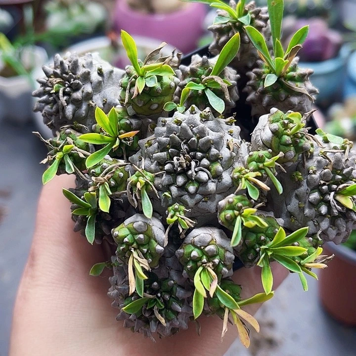 峨眉山大群多肉111