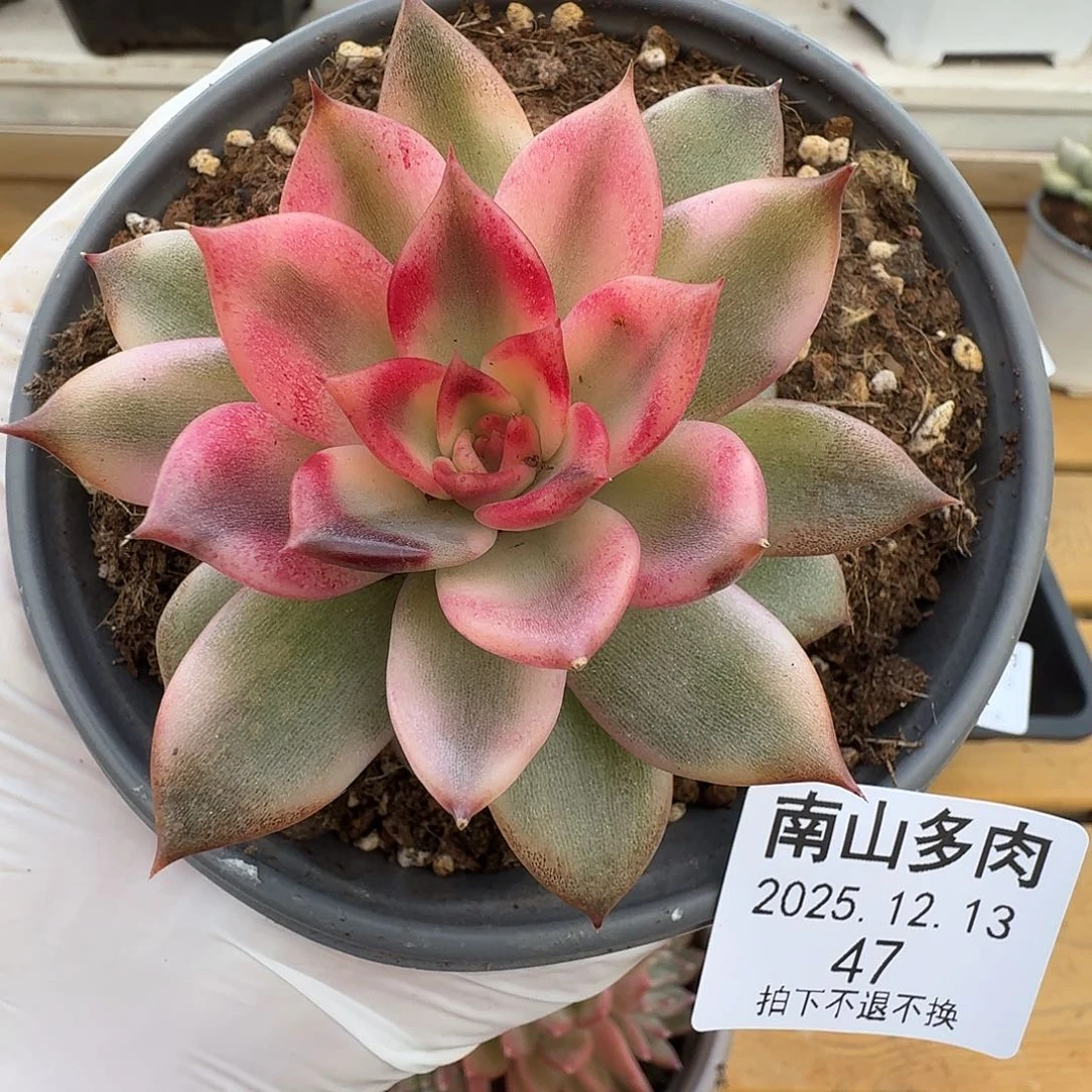 火焰山锦11111213-47