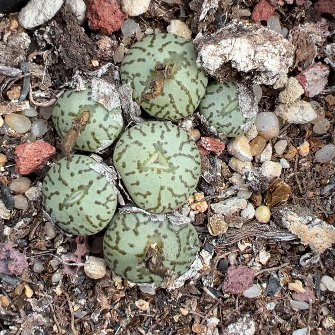 【闪购商品】137……