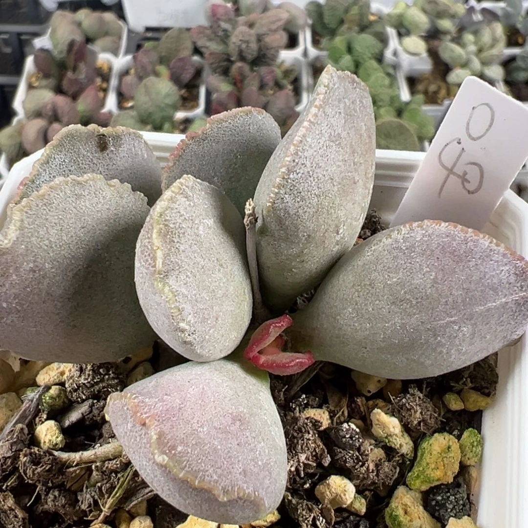 w厚粉贝壳造型实生新品