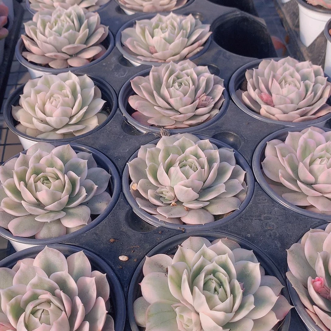 昂斯洛锦23455677889990