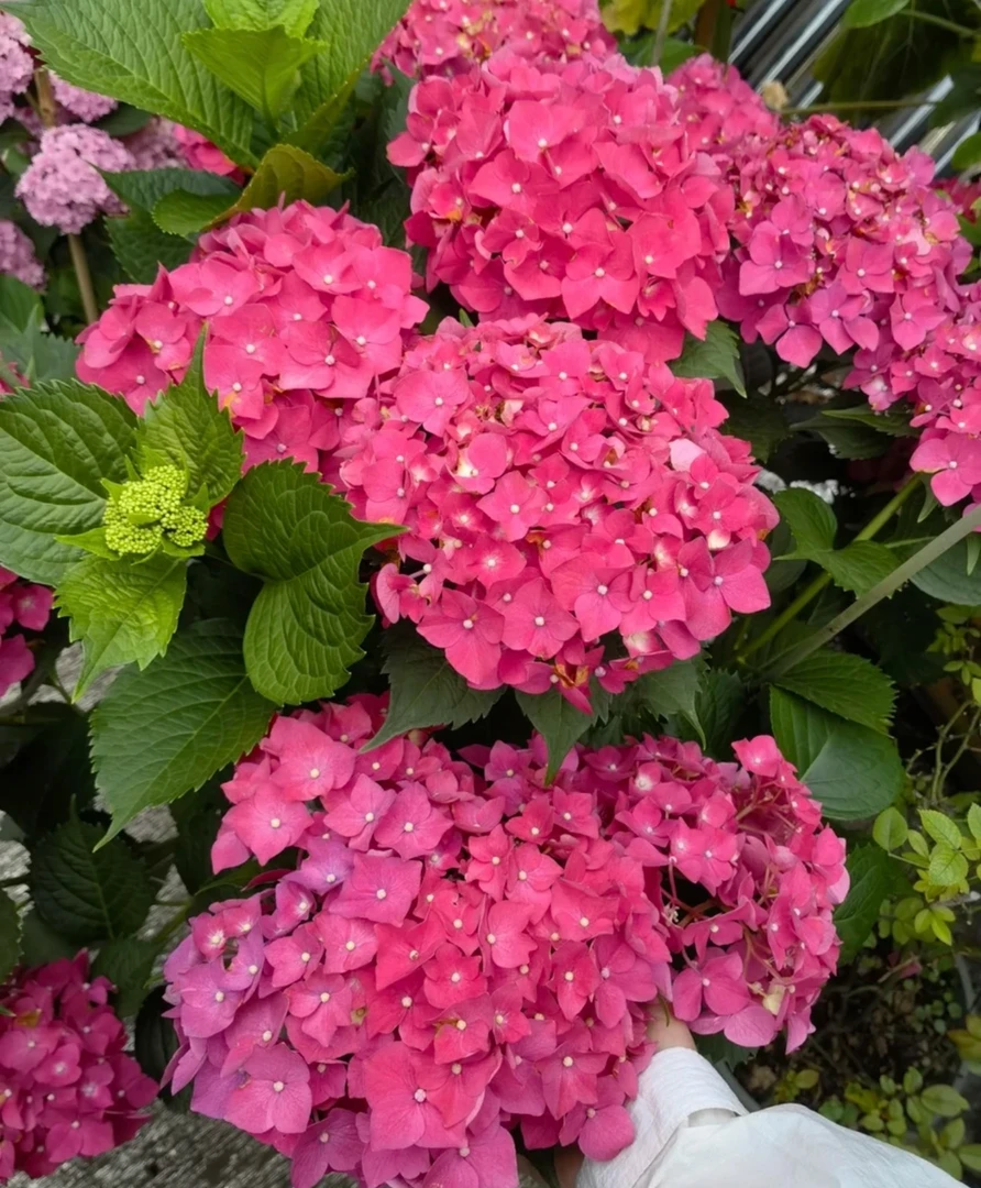 【玫红妈妈】2加仑绣球 皮实好养 喜阴喜水