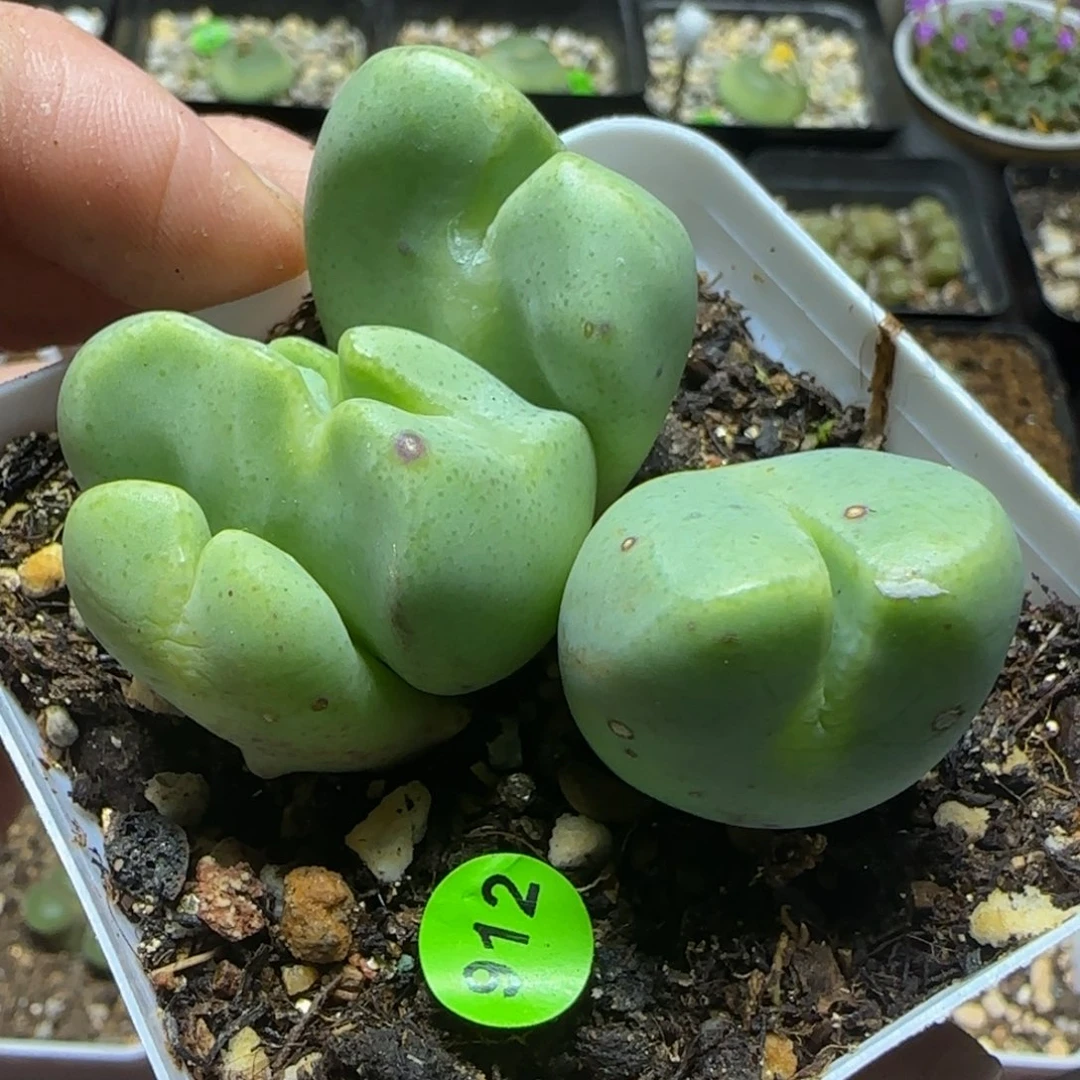 漂漂亮亮多肉植物912