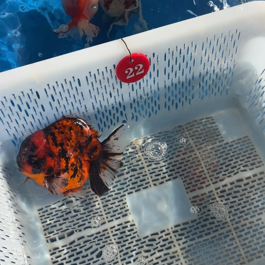 水***扬海水鱼你好意思的不给她