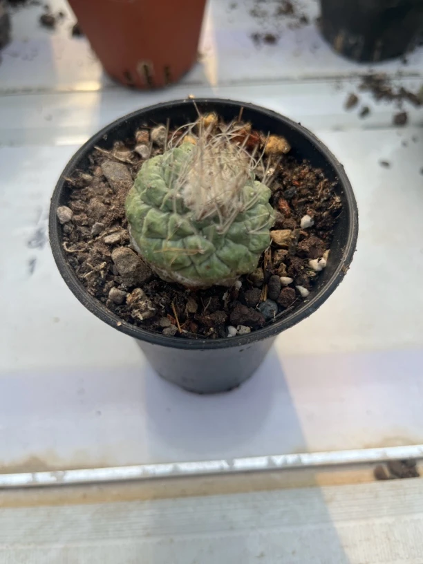 满18包邮 （菊水）中