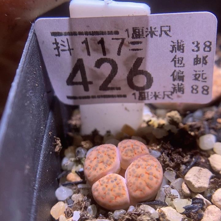 精品生石花117.426