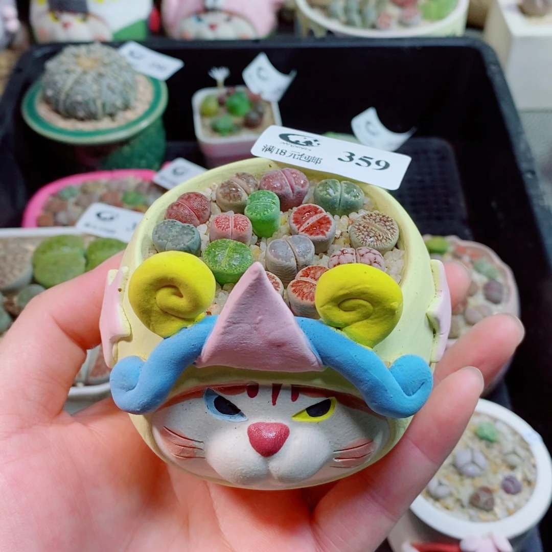 生石花花花花花花花359