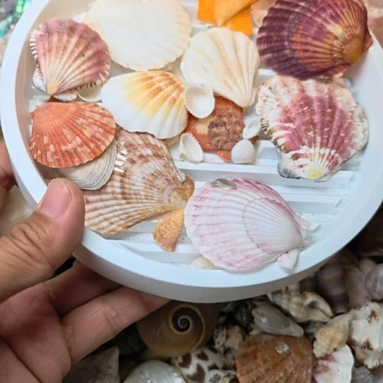 石材天然海螺贝壳