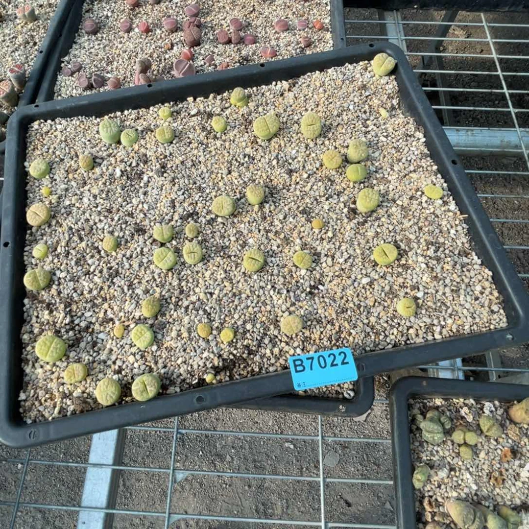 用***07022筐福利粗品题