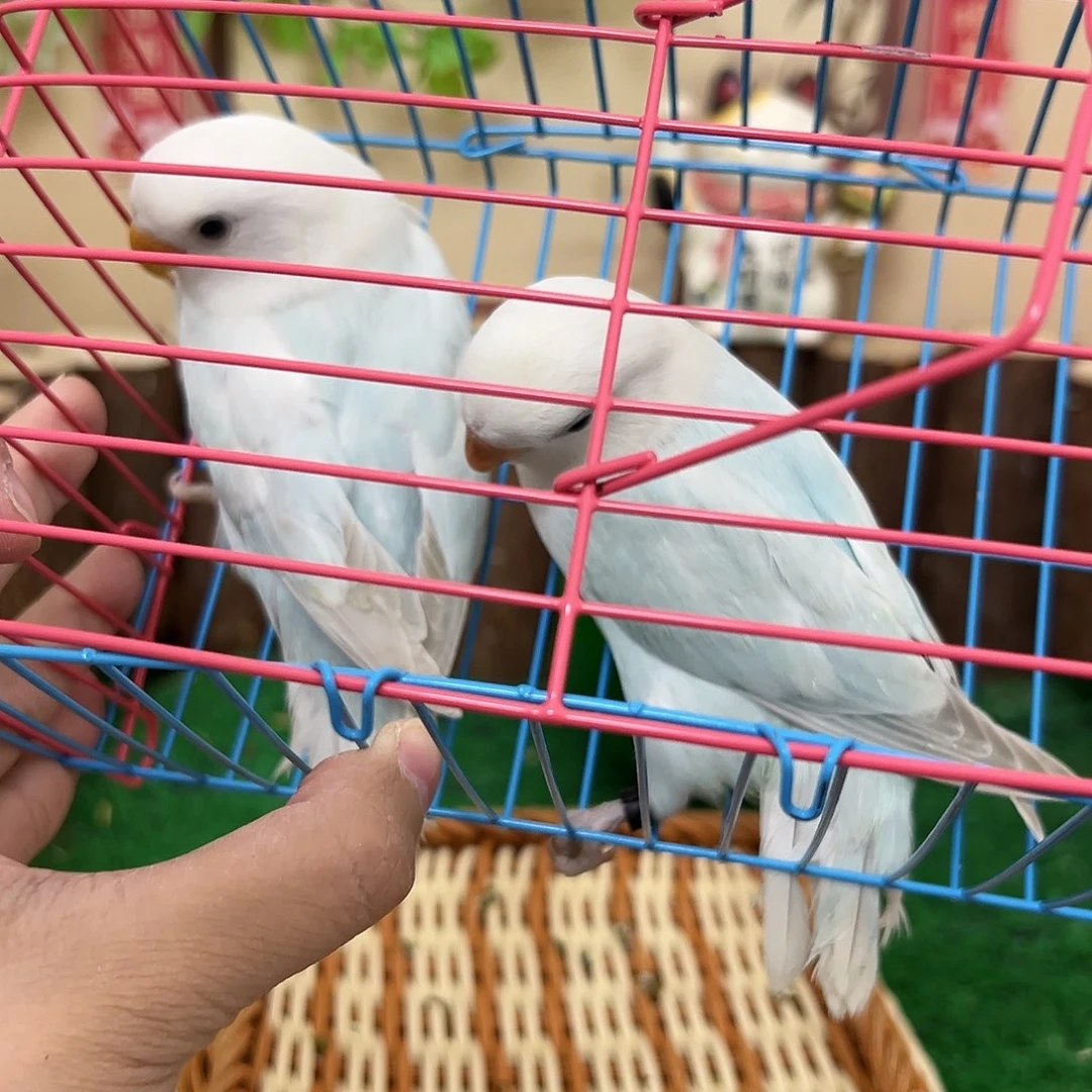 桃脸牡丹鹦鹉松伊莎7587 01375