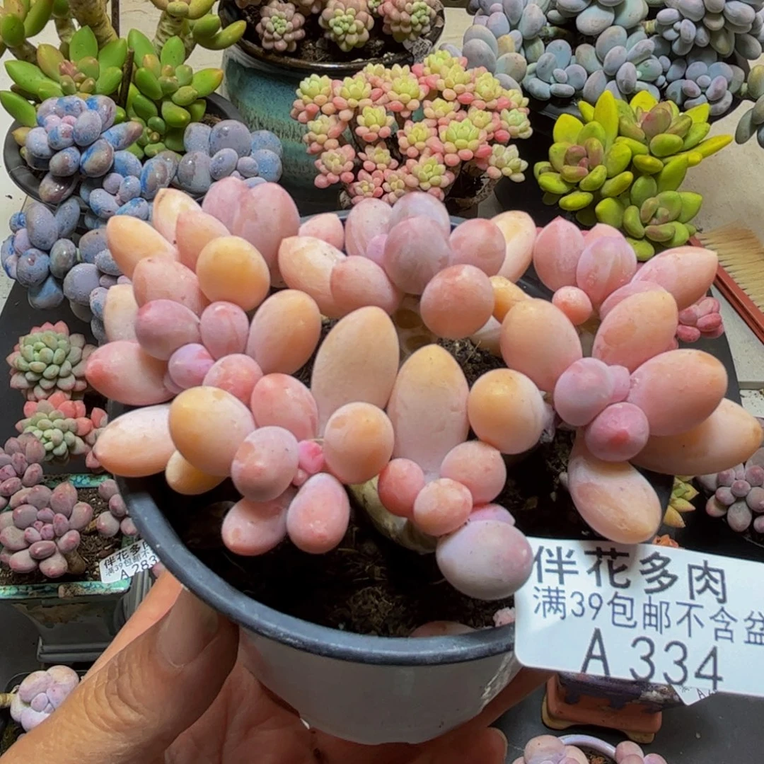 334香水手指奶10cmdr