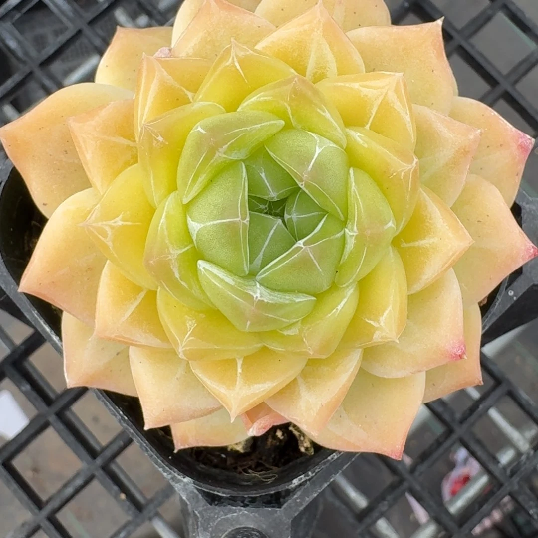 红陶0211-03-孤品