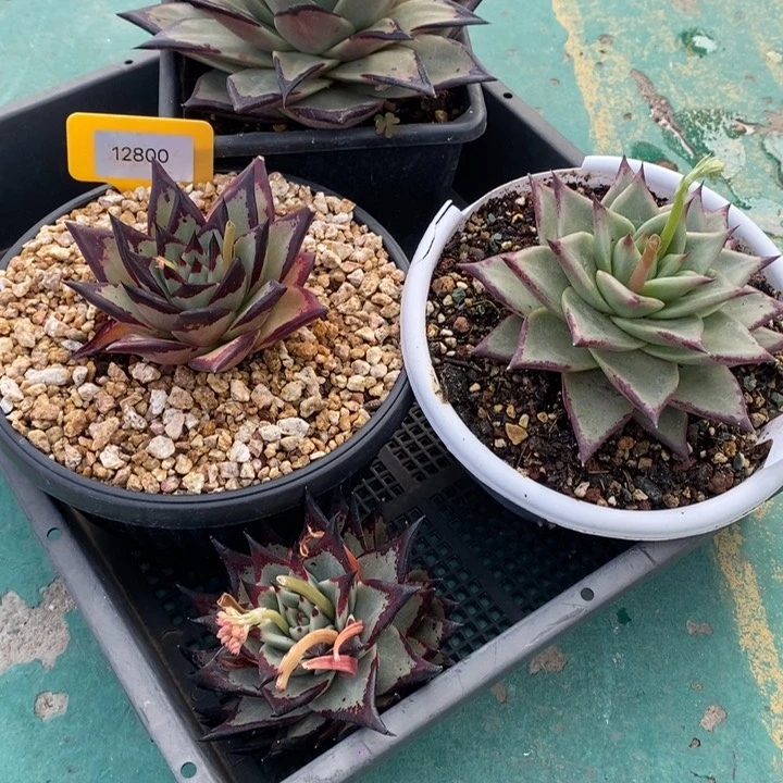 花****熊美乌芽3棵B-25.2.26