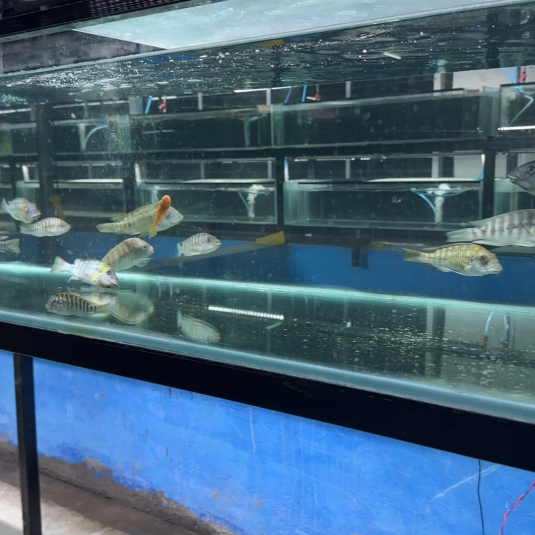 慈鲷野生龙王盲盒A8-6号缸随机捞