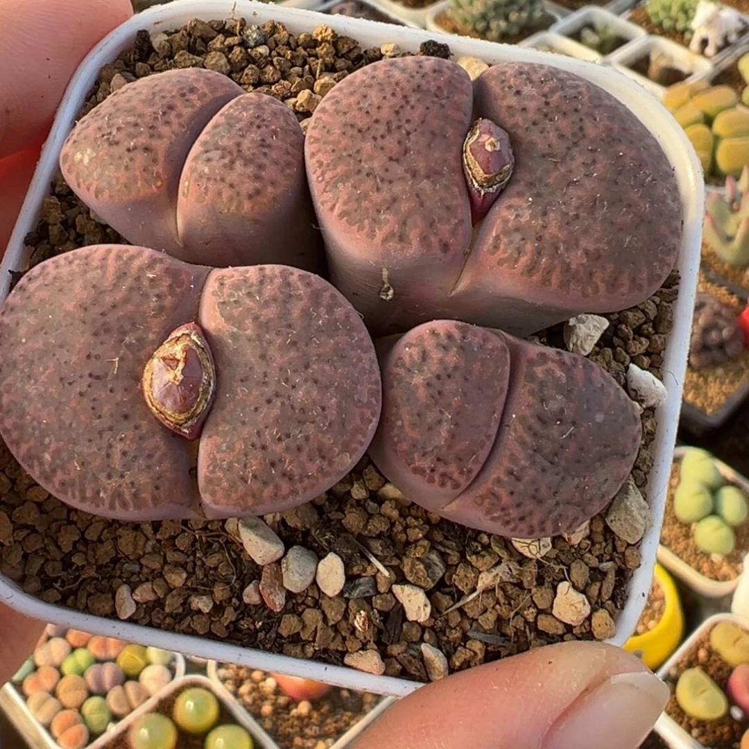 251多肉植物种类多样