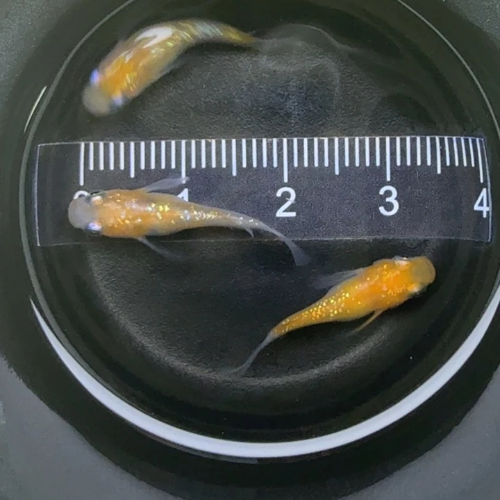 青鳉鱼王华短球球2号