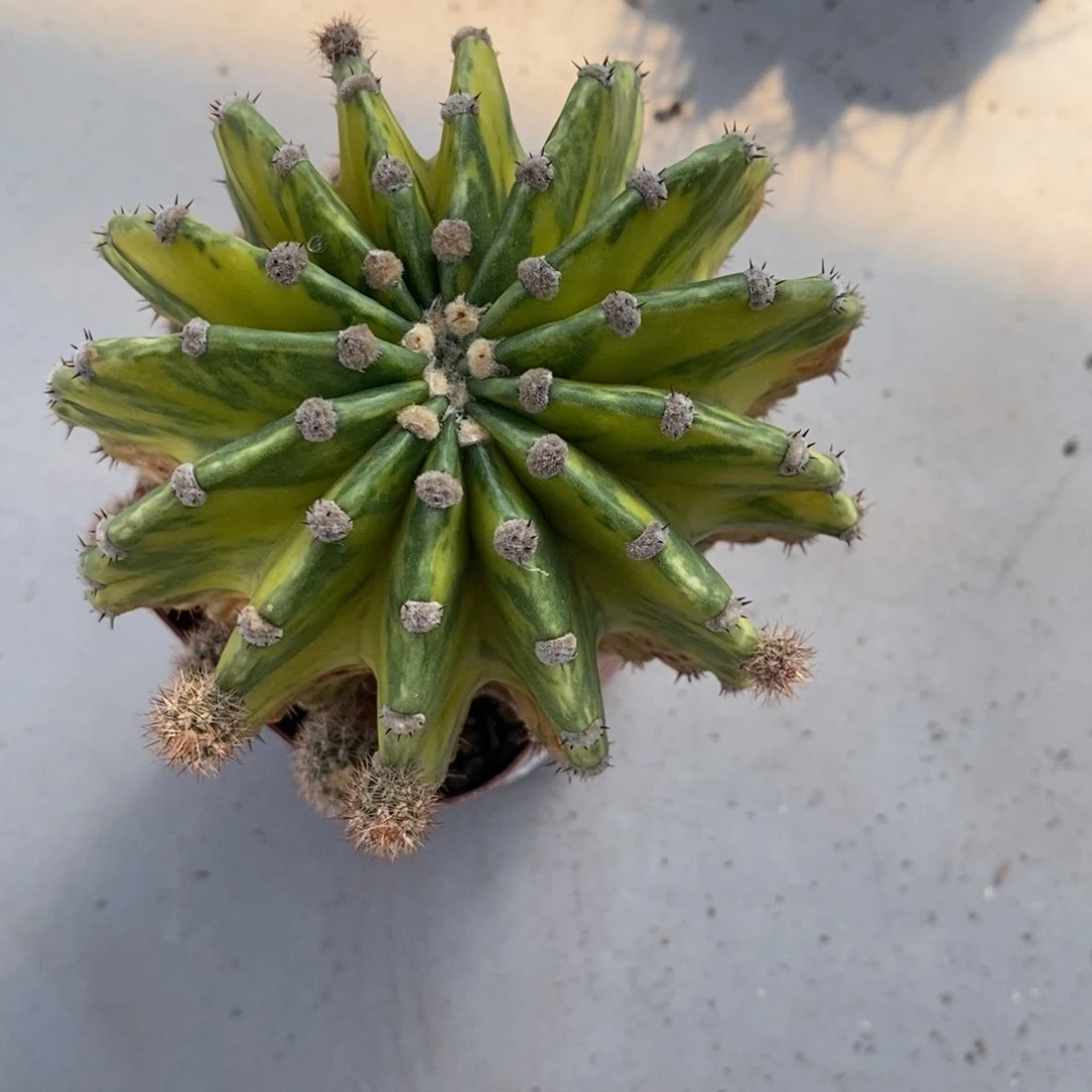 觀世界图锦仙人球