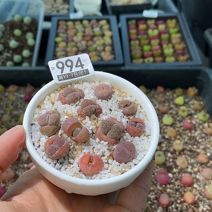 大舅生石花肉锥多肉994