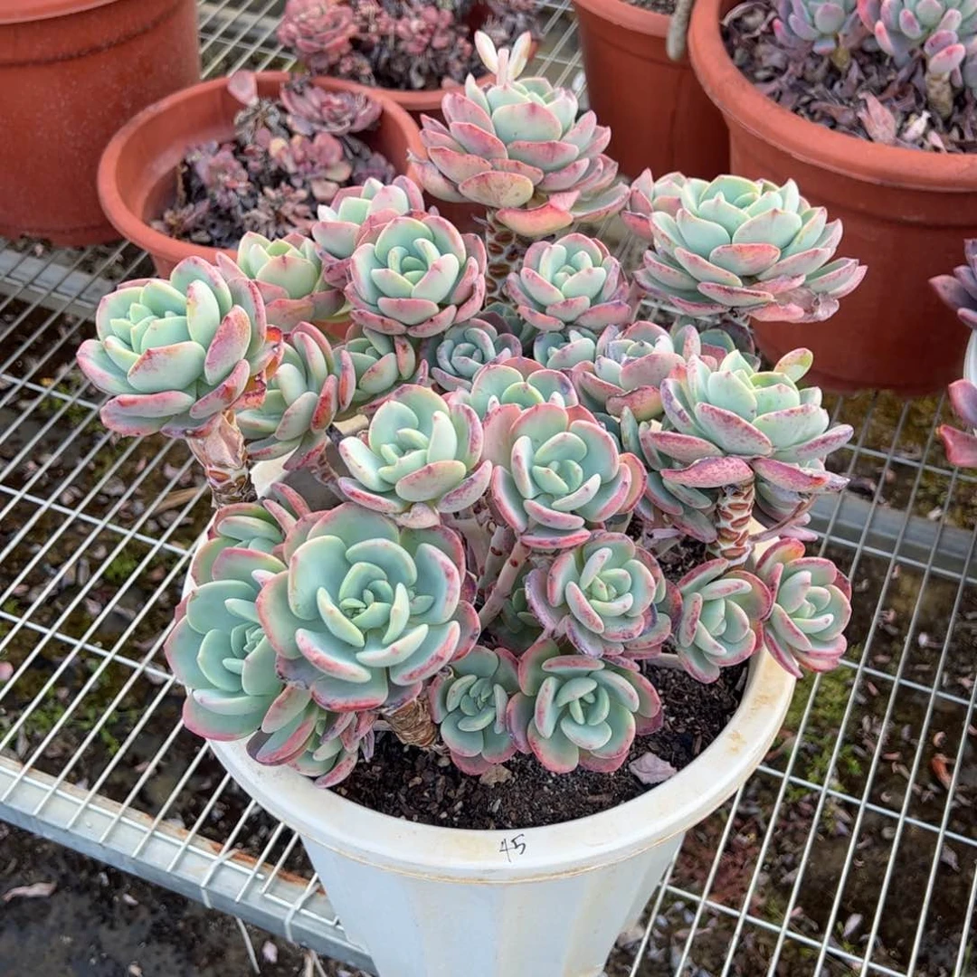 白月光超级大多头多肉