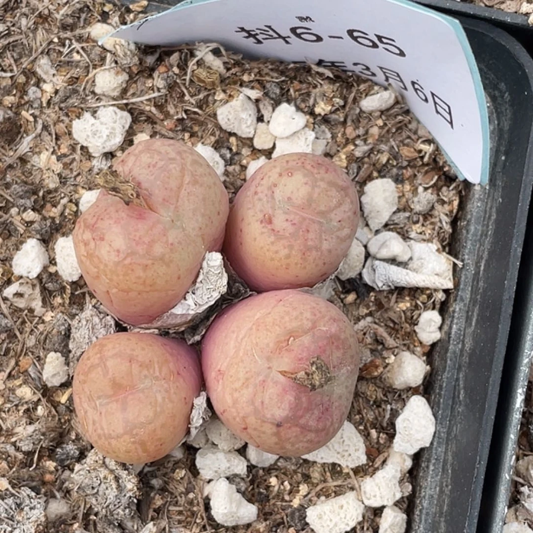 6-65肉锥多肉植物猴