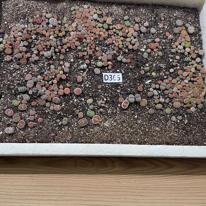生365石花整筐脱土发货