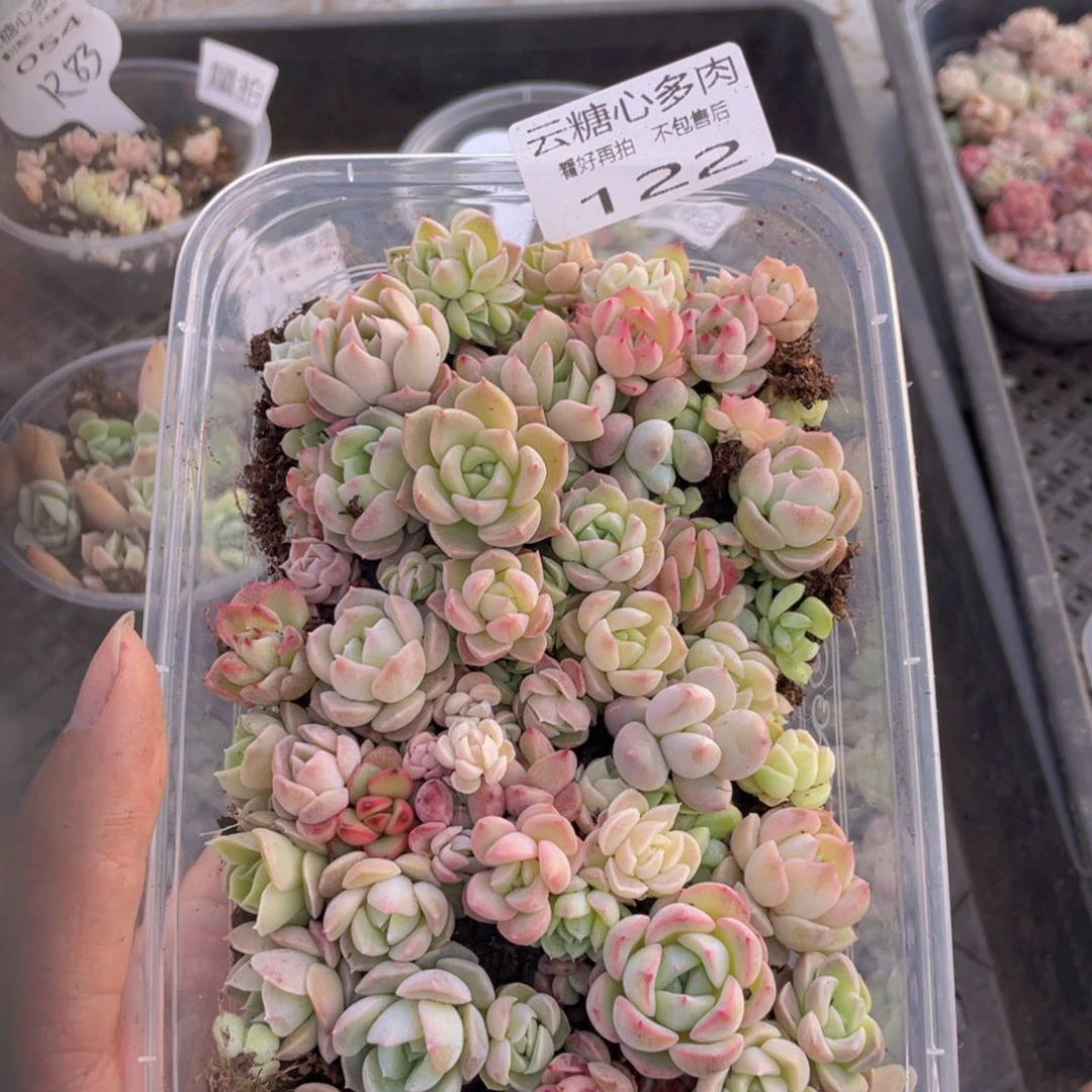 云糖心多肉植物122