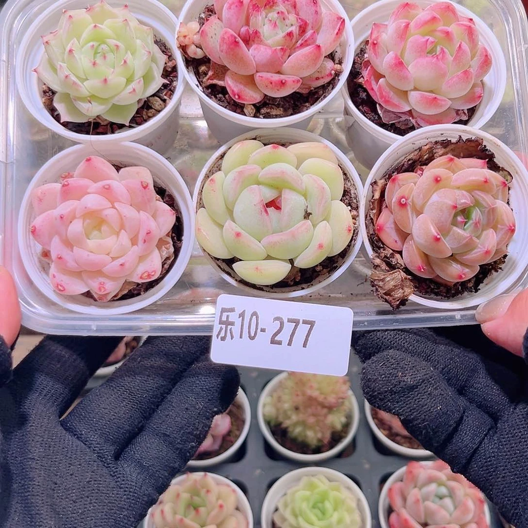 乐然10-277 框拍6 颗 带盆土