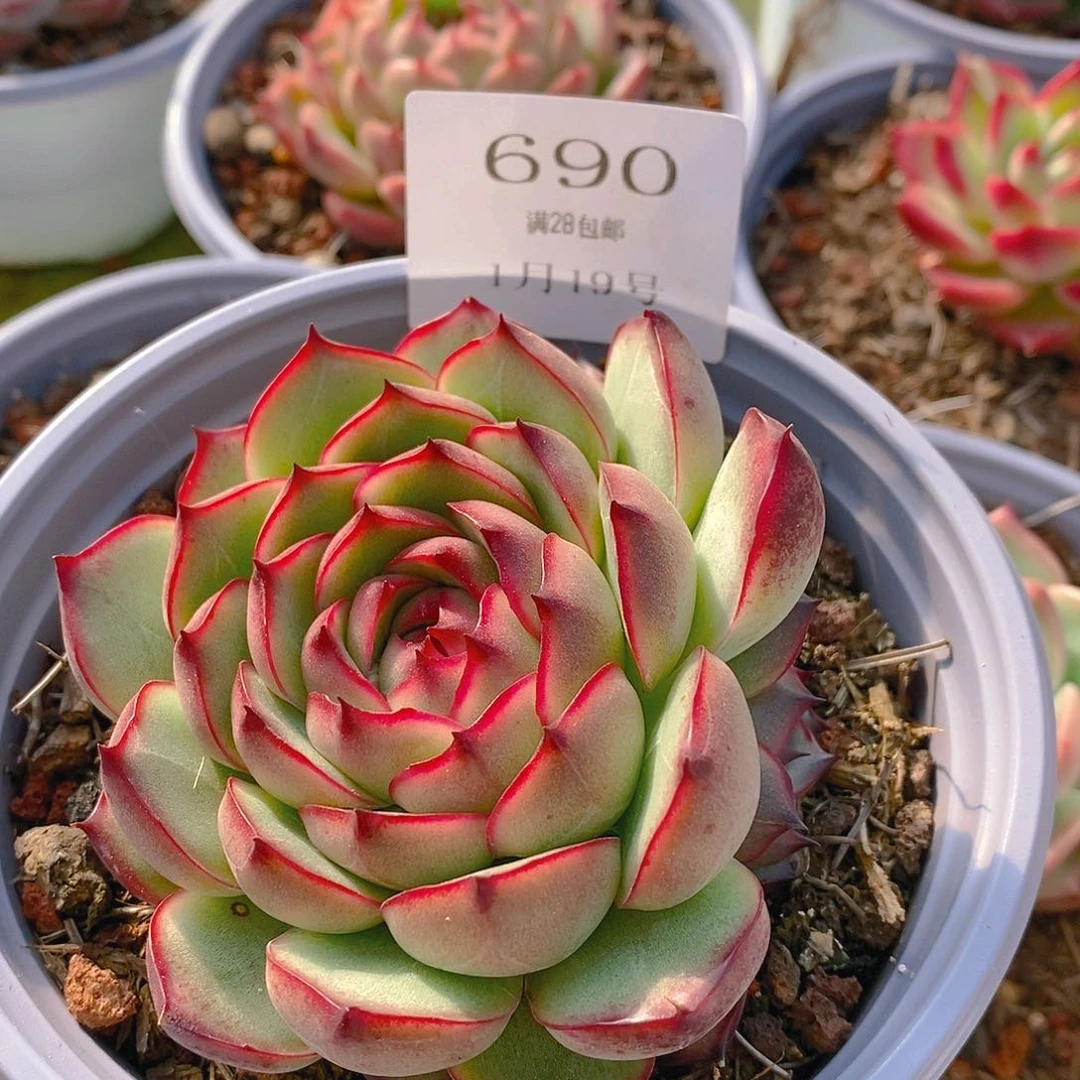 【闪购商品】云690