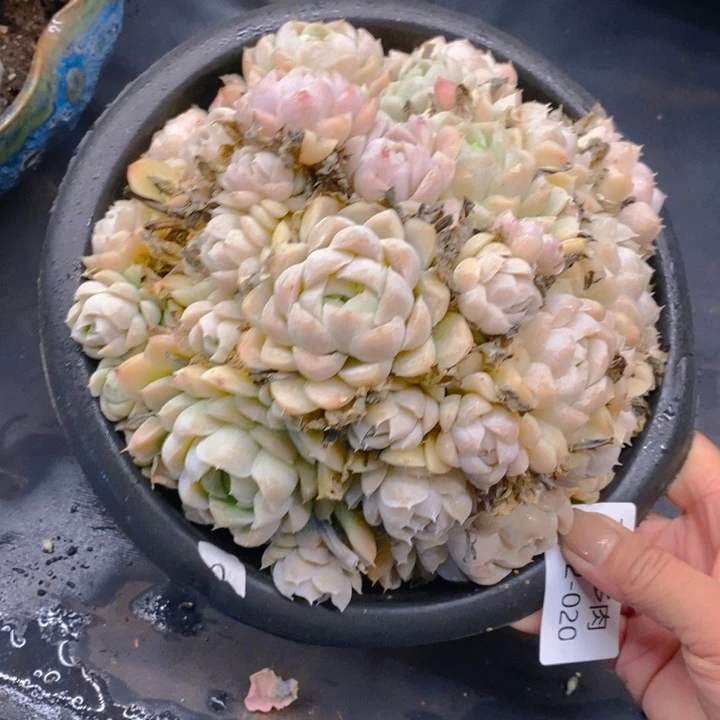 夏悦多肉0212-20白月影