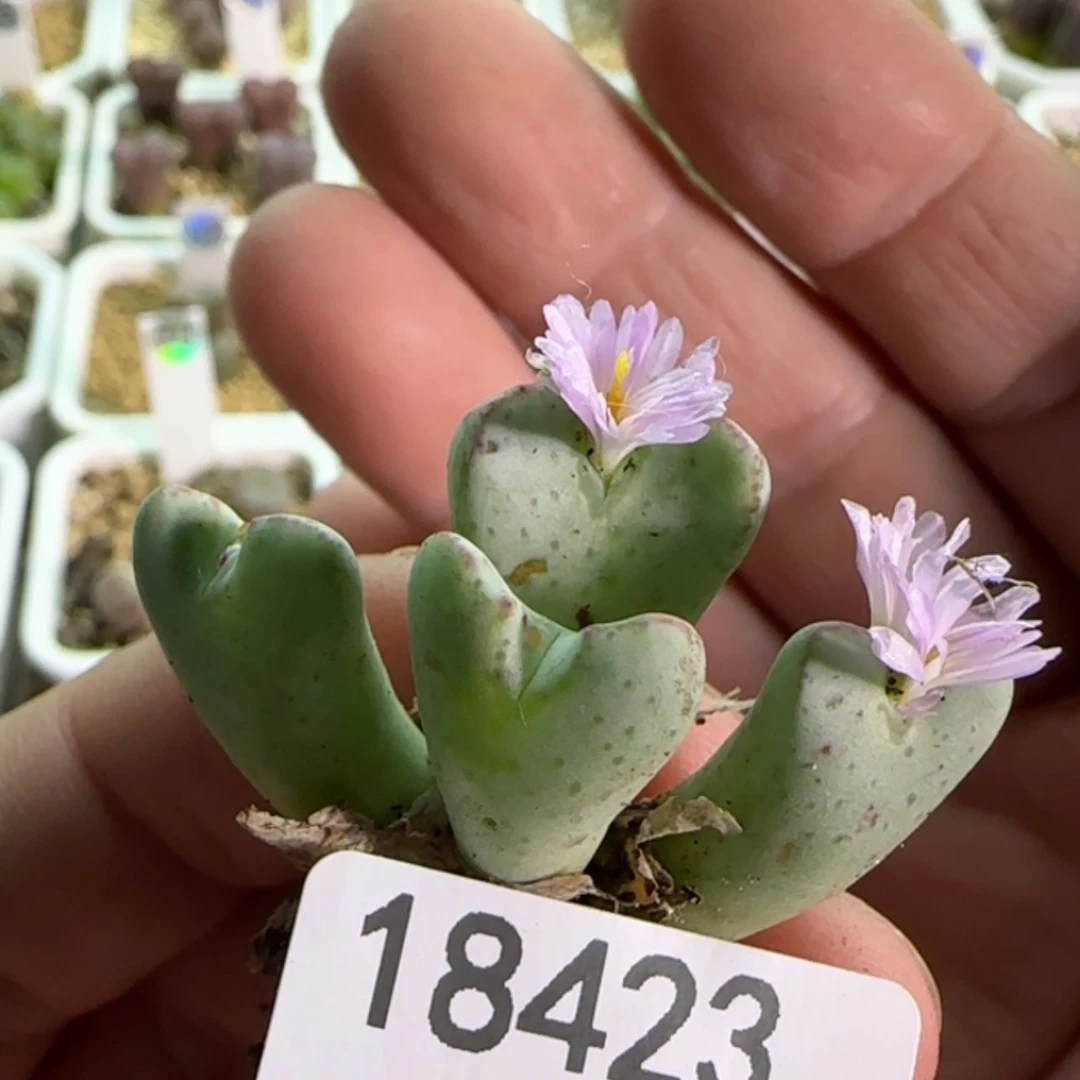 【闪购商品】18423粉花