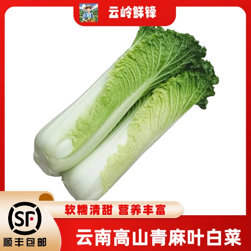 顺丰包邮云南高山麻叶青白菜当季新鲜青口白菜绿叶蔬菜青麻叶白菜