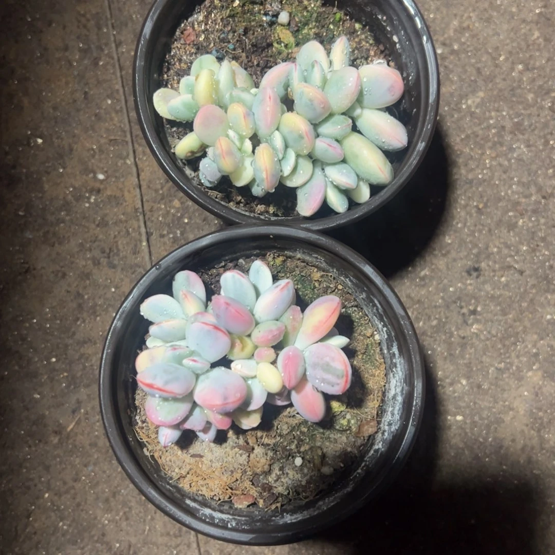 会***早多肉乒乓福娘锦2614 2615号