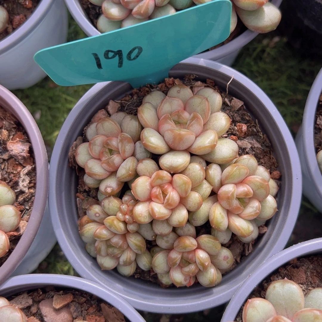 香玉的故事是一个人的故事