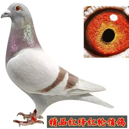 信鸽成绩鸽种鸽足环