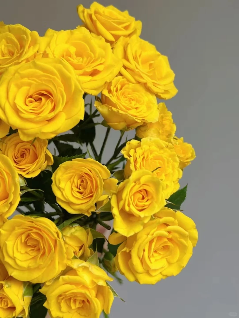 【花涧十顷】晴天-多头玫瑰