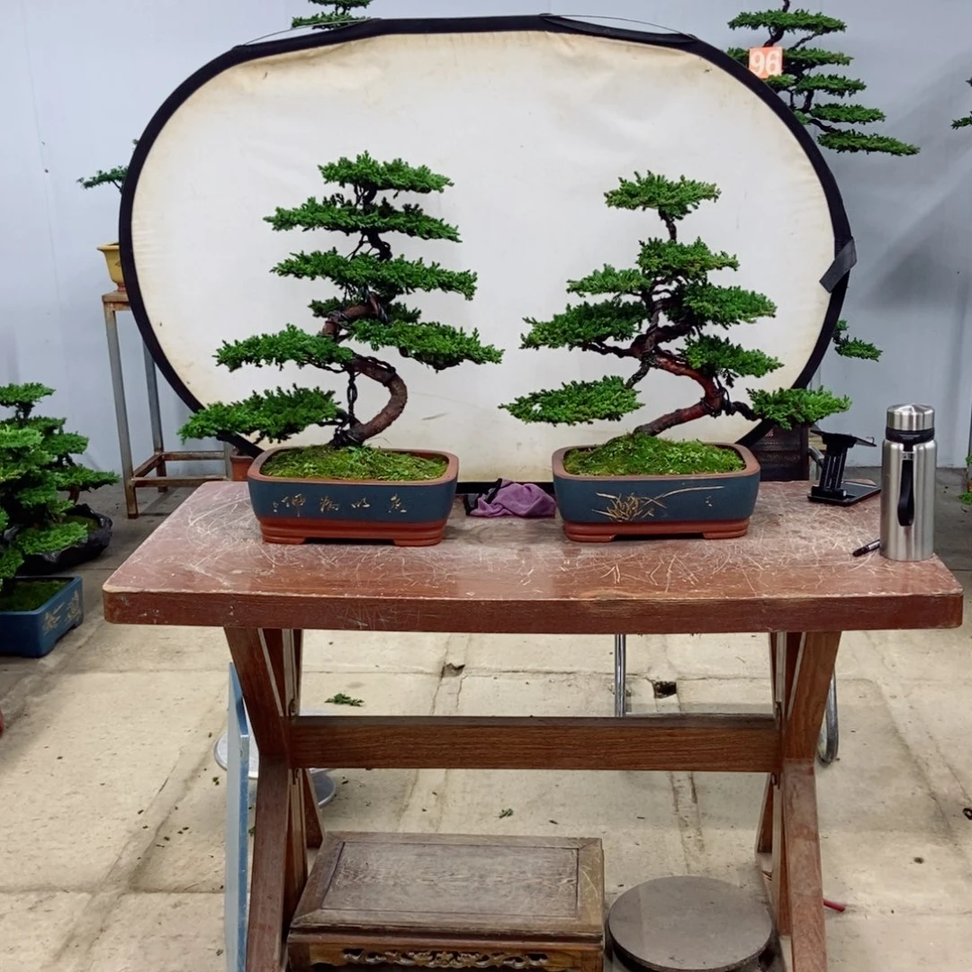 无花朵珍珠柏盆景