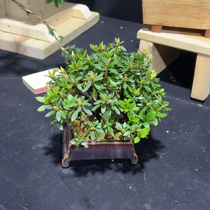 完全开放日之丸蘑菇头一颗