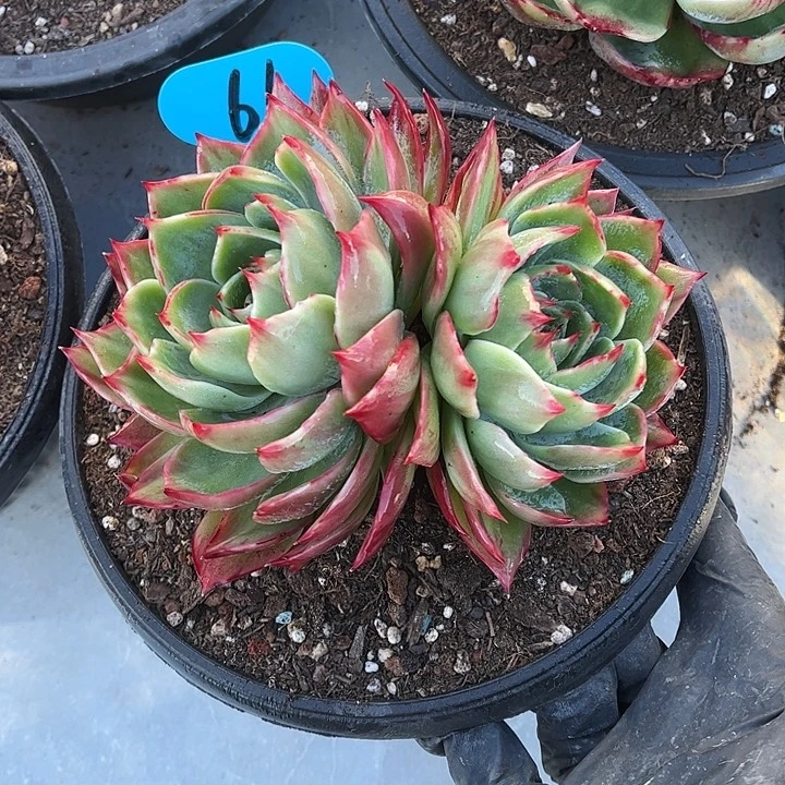 惊鸿仙子一物一拍