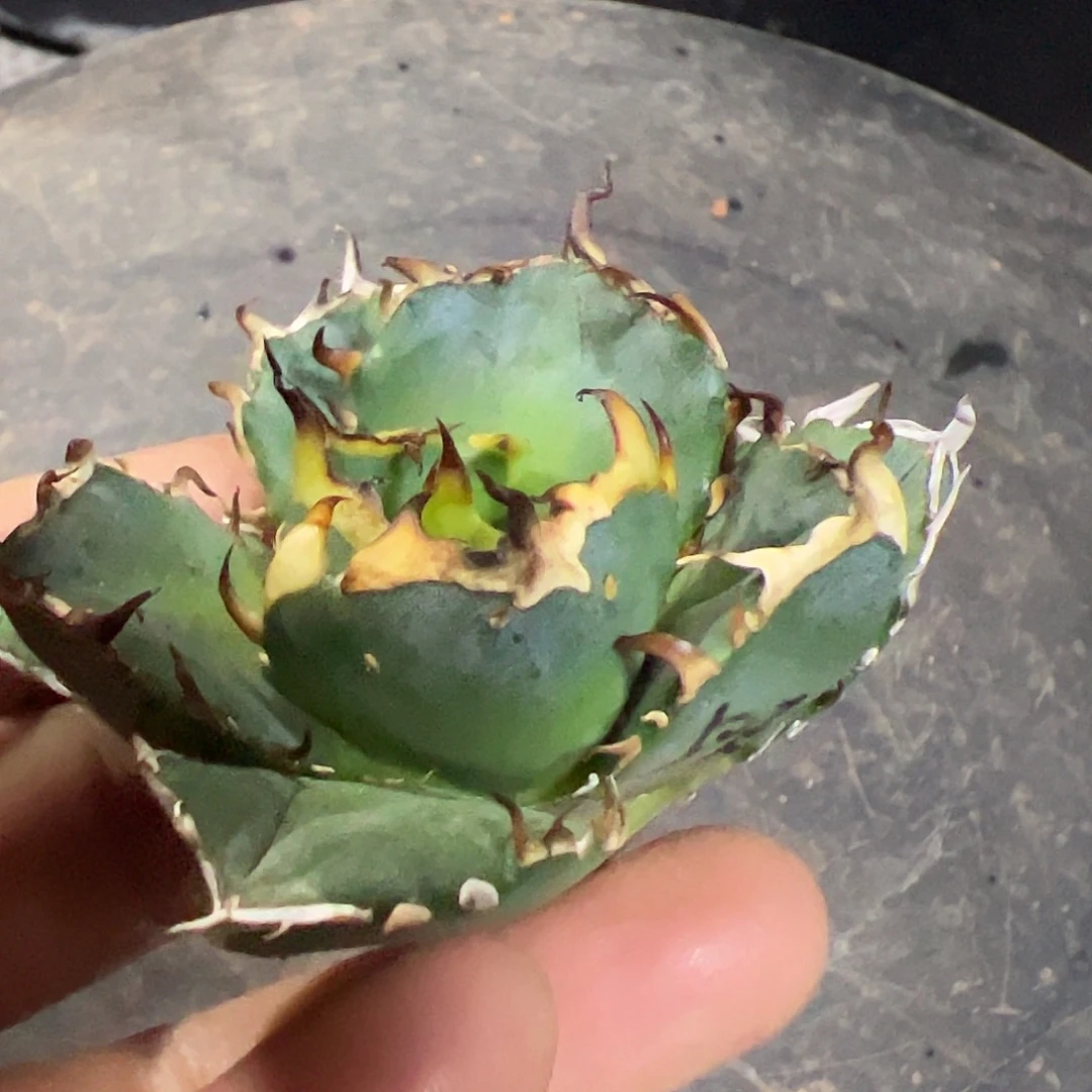 鬼爪龙舌兰仁王冠顶芽