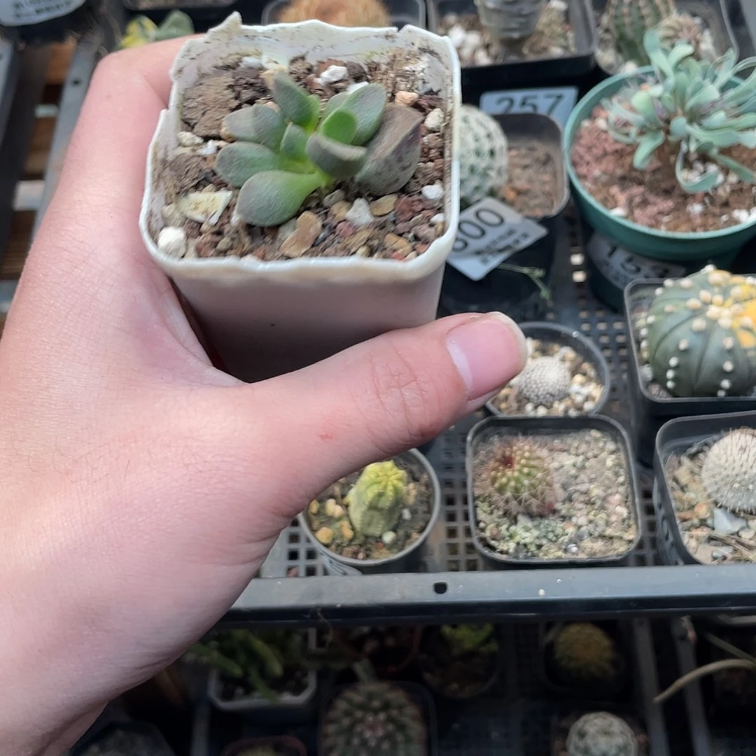 465水泡（满18包邮）