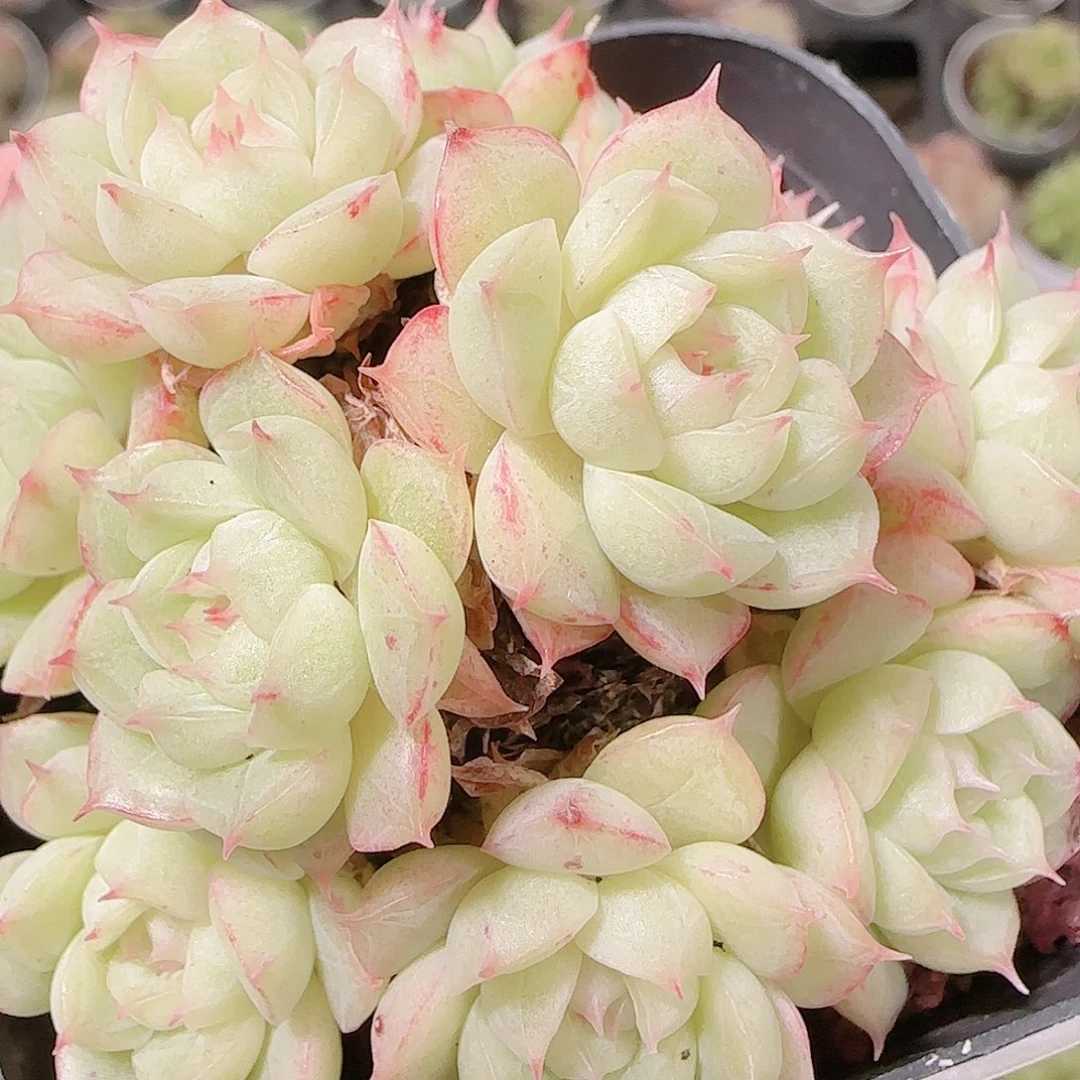 花语逸镜1122-257海王散